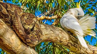 INVISIBLE ASSASSINS | The Australian Predators You Walk Past Without Knowing