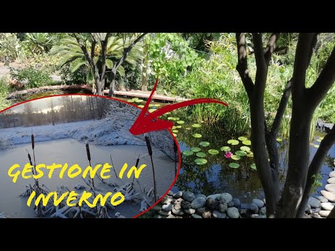 Video: Conservare le canne in inverno: consigli da giardinieri esperti