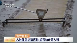 [中国三农报道]春耕中国 重庆 大钵体毯状苗育秧 返青快分蘖力强 | 农业致富经 Agriculture And Farming
