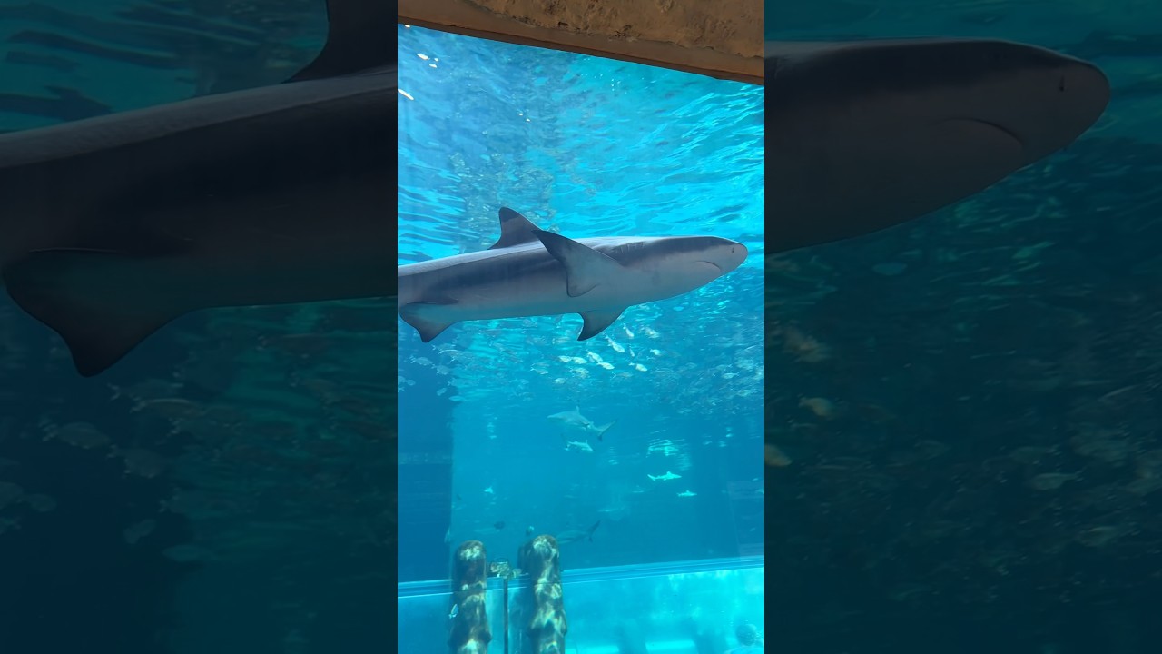 Insane Waterslide Through Massive Aquarium In Dubai!