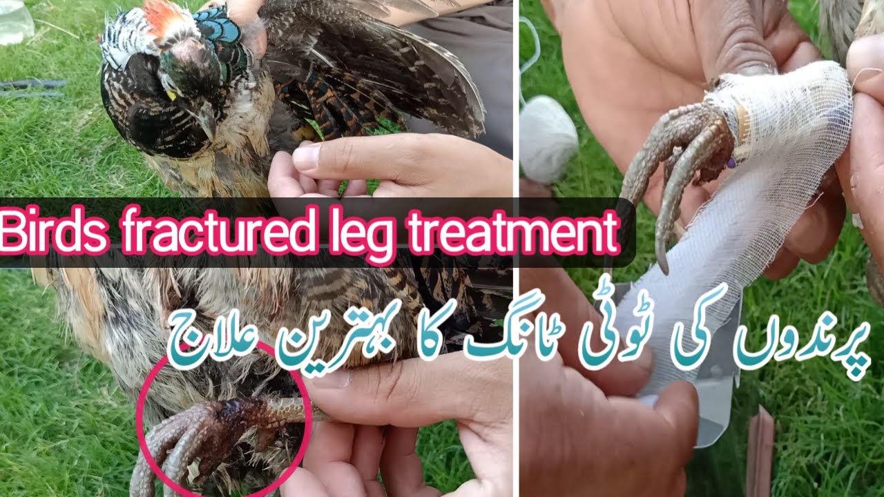 Birds treatment for fractured leg Bird treatment for Complicated