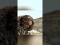 Injured Boy Fights Death Alone… Then a Wolf Saves Him #shorts#movie #shortvideo