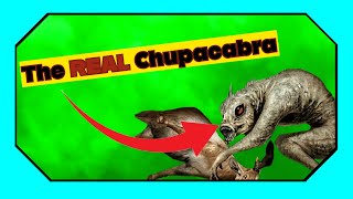 Miscellaneous Monsters: The Chupacabra