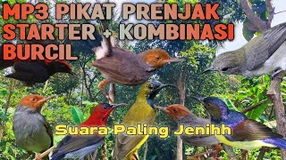 Suara Pikat Tretetan Prenjak Starter Kombinasi Burung Kecil Di Jamin Ampuh 💯 Jernih