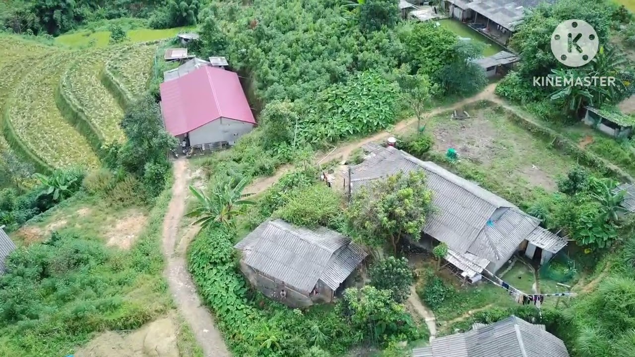 Mùa lúa chín thôn nậm Dìm 9/2025