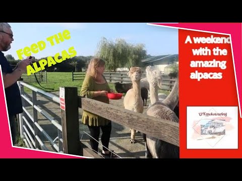 Is this the most amazing experience Marshland Alpacas Campsite