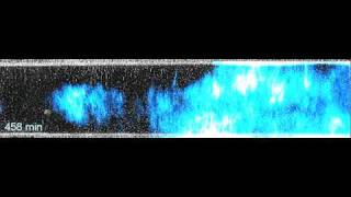Bacterial Genetic Oscillator