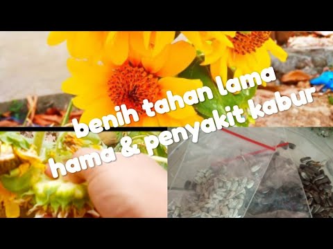 Video: Cara Menyimpan Biji Bunga Matahari