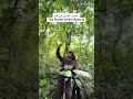 تجربه البحث عن الشمبانزي في أوغندا 🇺🇬🦧 الرحلة كانت بتنظيم @hometoafrica #wheretovisit #uganda #c