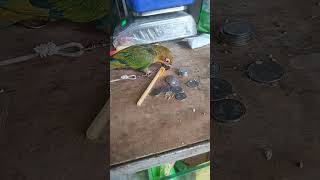 #konur tem