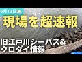 【現場より超速報】緊急回避の巻 旧江戸川シーバス&クロダイ情報