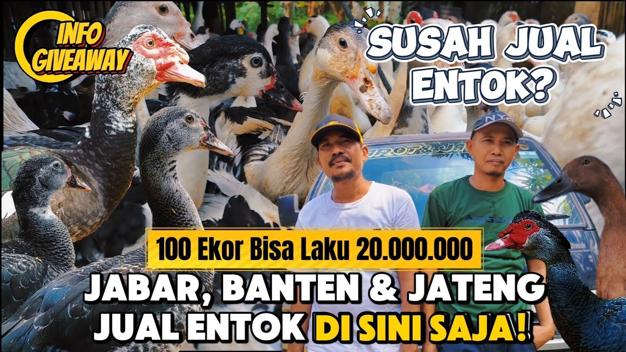CARA JUAL ENTOK JELANG LEBARAN & INFORMASI UNTUK PETERNAK JATENG JABAR BANTEN 