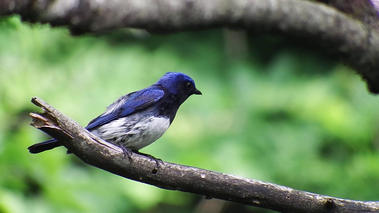 オオルリ | 新潟県立こども自然王国