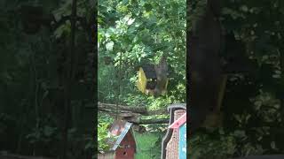 Oh that Silly squirrel 🐿️ in my bird feeder - Suches 2023 summer