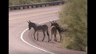 Burros at Lake Pleasant