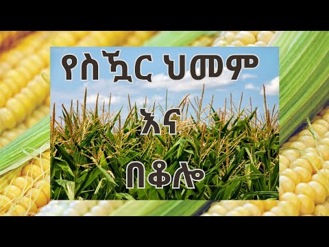 ቪዲዮ: ስኳር እና ዘይት ይቀላቅላሉ?