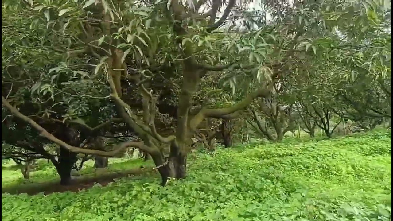 Agricultural land for sale in Khopoli