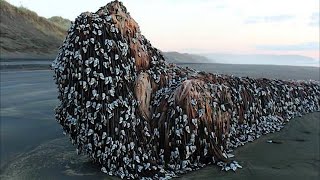 После Землетрясения Люди Нашли На Берегу Странное, Покрытое «Дредами» Создание