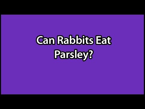 Can Rabbits Eat Parsley