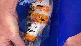 Salt bath episode 14