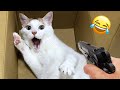 Funniest animals  new funny cats and dogss  part 10