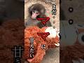 まだ甘えたいよ…赤ちゃん返り… #がんばれパンチ #パンチくん #パンチくん #市川市動植物園