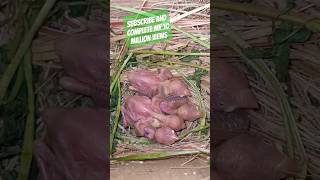 Fawn java breeding progress | fawn java sparrow breeding progress with chick's 😍😍
