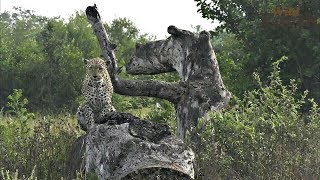 WildEarth - Sunrise Safari - 5 April 2020