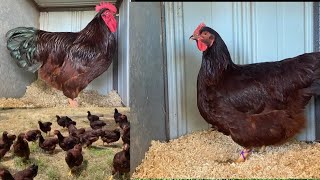 Rhode island red chickens | RIR chicken breed Rir Rooster