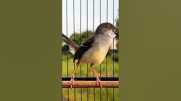 Ciblek kristal Ngebren Variasi 6 isian #ciblekkristal #ciblek #ciblekbren