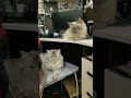Любимки🔥#кошки #любименя #catlife #весёлые кошки #юмористическийконтент