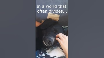 Thumbnail of Wise Dog Quote  @ MotleyHoundMansion - Originalsound Cavendish Music - Funny Song