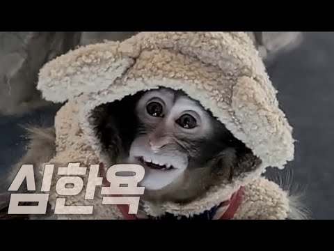 ㅋㅋㅋ 원숭이까지 키우네요ㅋㅋㅋ학생들을 엄마로아는 아기원숭이  <strong>대경대학교</strong> 동물학과 탐방