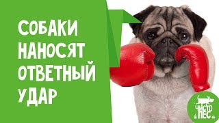 Собаки наносят ответный удар.Подколы собак над детьми и людьми.Попробуй не засмеяться 😆