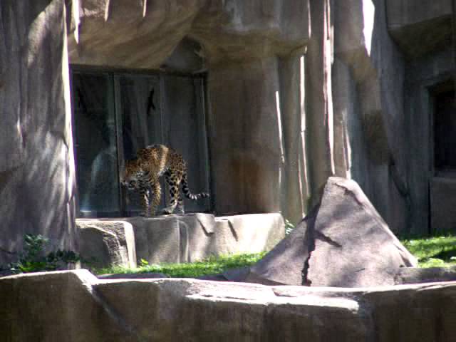 Are our zoos cruel to wild animals discuss essay