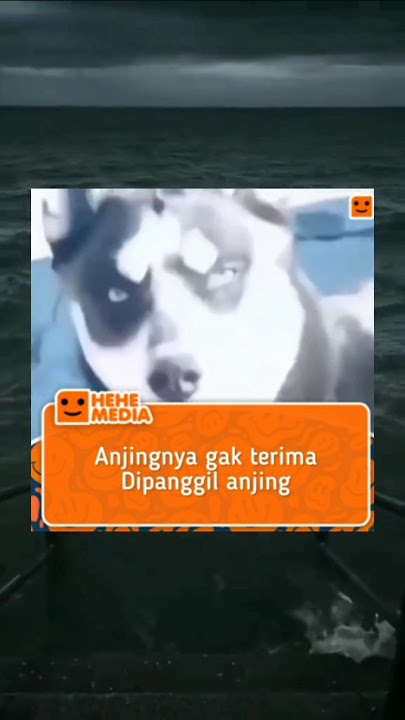 Anjing nya marah karena dipanggil anjing#meme #