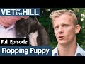 🐶 Border Collie Puppy Can't Support Its Head | FULL EPISODE | S02E12 | Vet On The Hill