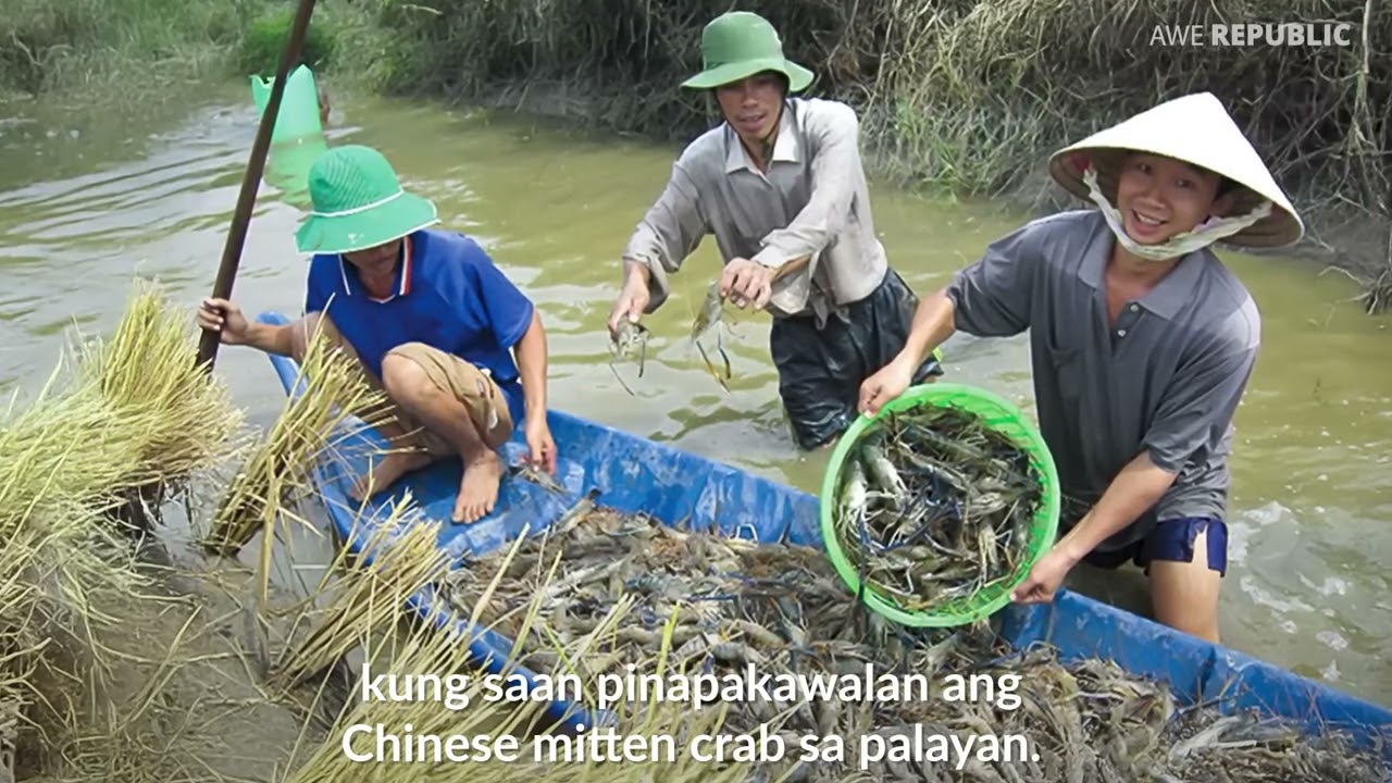 Kakaibang pamamaraan sa pag pagpapalaki ng palay