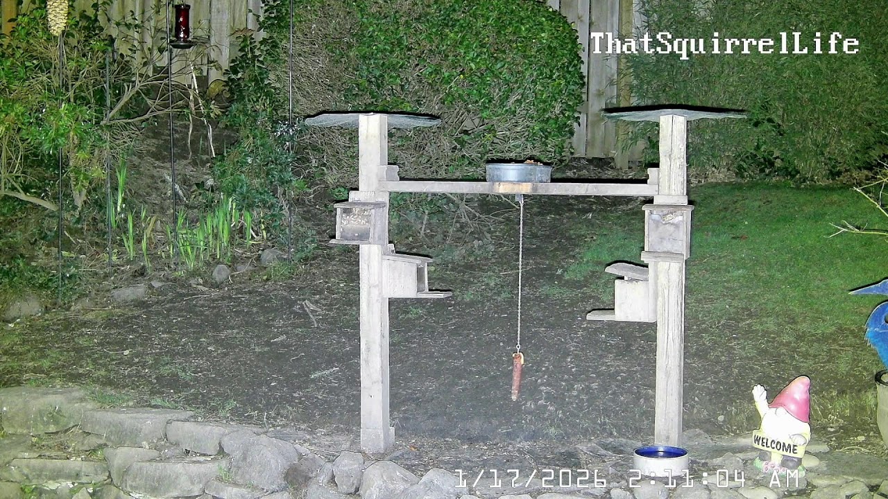 Live streaming of wildlife - squirrels, raccoons, skunks, crows and other fun critters!