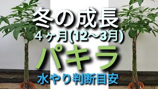 冬のパキラ 冬の４ヶ月間 12 ３月 お世話と成長 Youtube