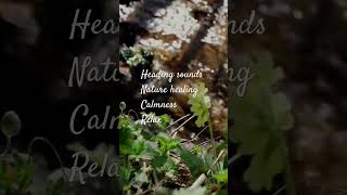 #calmness #relax #birdsong #riversounds #healingnaturesounds #healingbirdsong #antistress #shorts