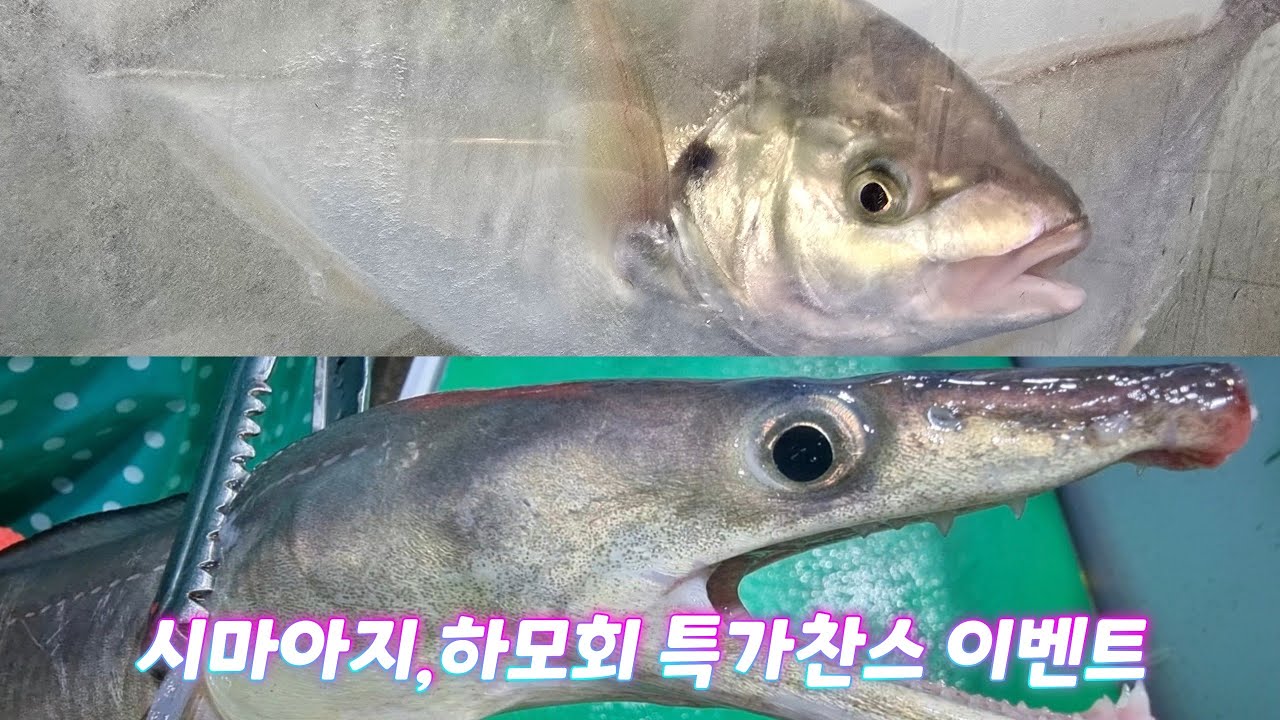시마아지, 하모회 초특가 이벤트 진행합니다.