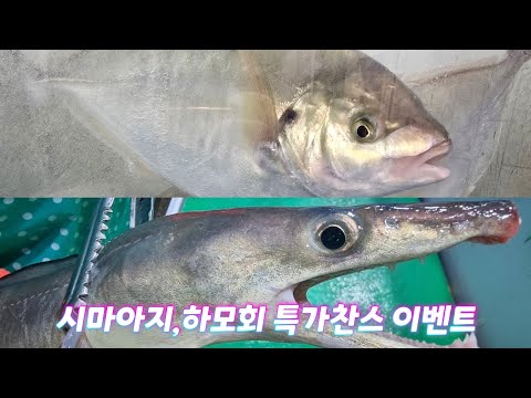 시마아지, 하모회 초특가 이벤트 진행합니다.