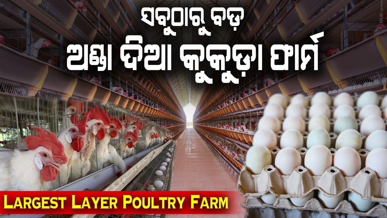 ଲେଅର କୁକୁଡ଼ା ଫାର୍ମ ଅଣ୍ଡା ଦିଆ କୁକୁଡ଼ା ଫାର୍ମ Start Layer Poultry