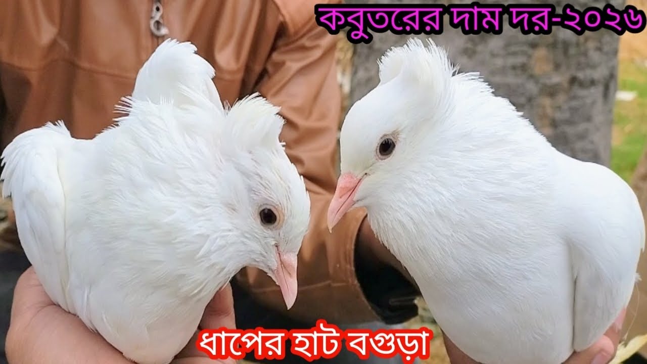 কম দামে ভালো মানের কবুতর কিনুন আজই||কবুতরের দাম দর-২০২৬||Pegion price bd-2026||