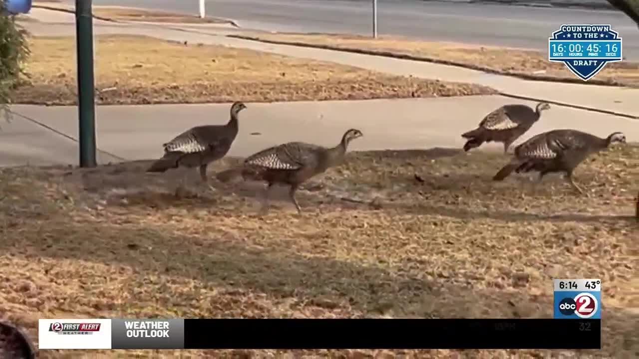 Appleton Police ask residents to stop feeding wild turkeys