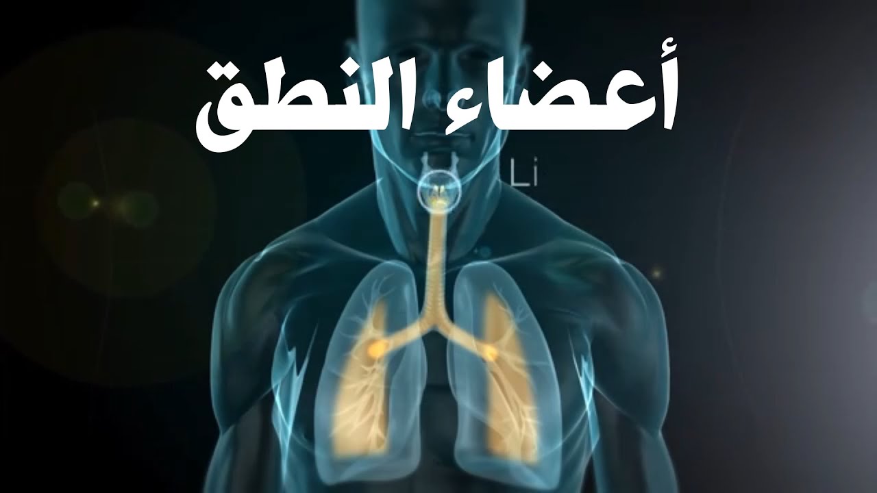 🛑 الصوتيات العضوية التلفظية وجهاز النطق 1 نظرة تشريحية في كل من التجاويف تحت المزمارية والحنجرة