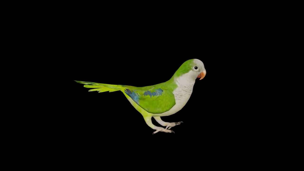 Monk Quaker Parrot Bird Superhive (formerly Blender Market)