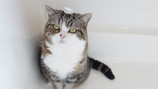 Maru is playing in the bathroom 10.