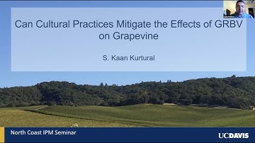 Can cultural practices mitigate effects of red blotch virus in vineyards?